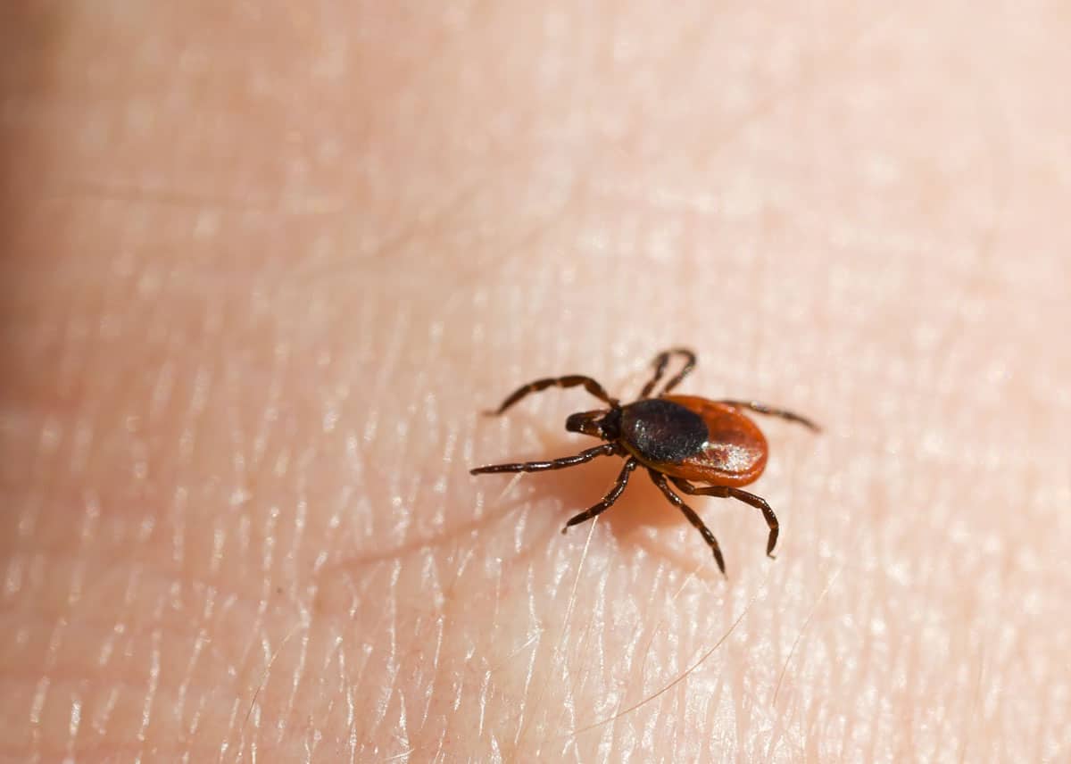 How to remove a tick head