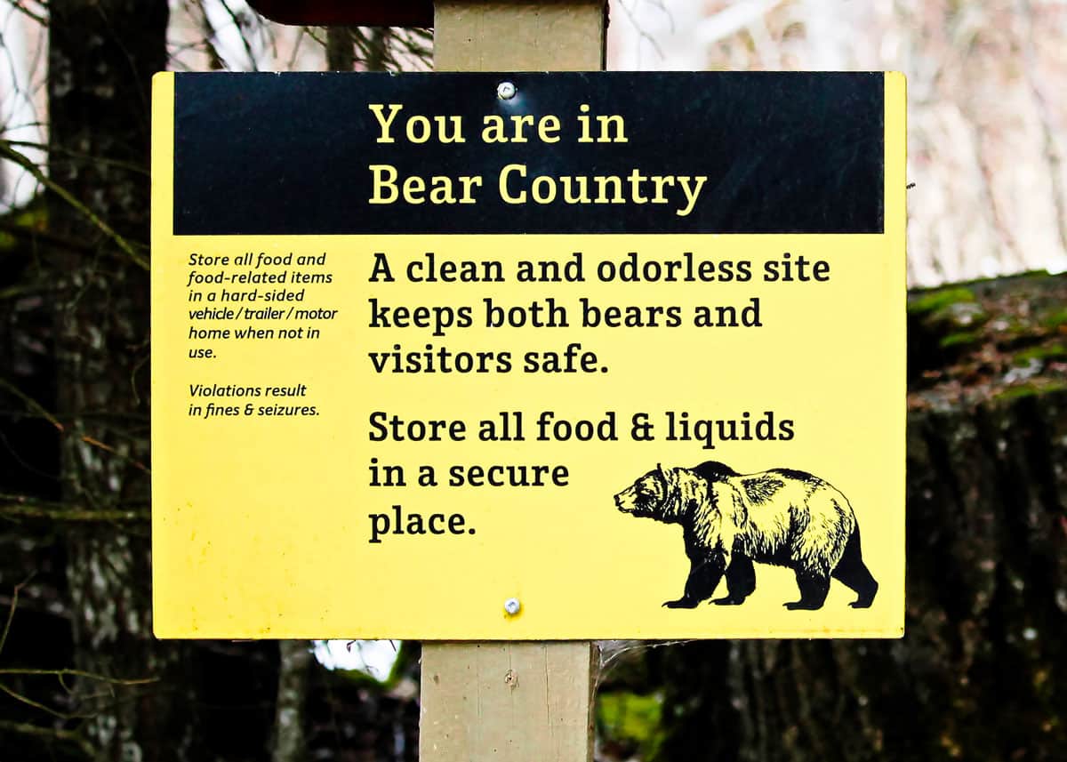 How To Keep Bears Away From Your Campsite  