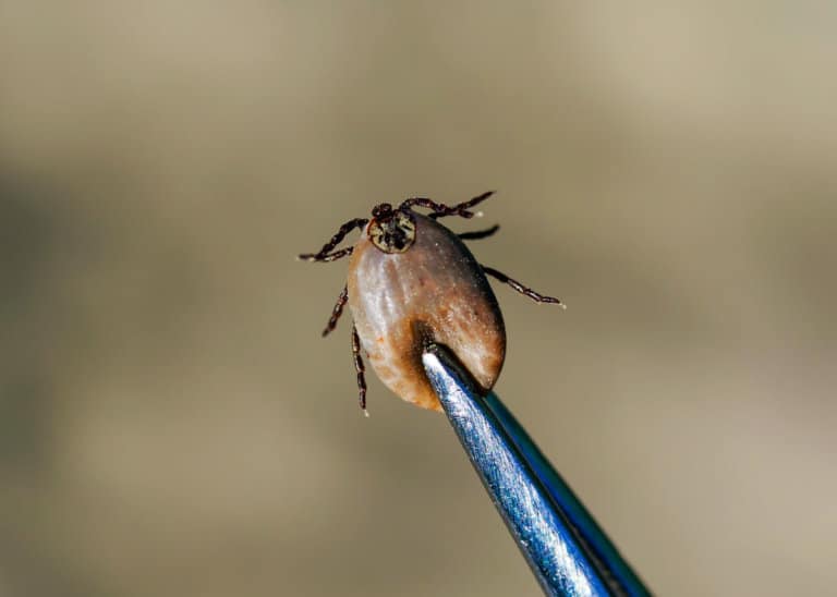 Can You Squish a Tick? Plus 17 More Gross Tick Facts (Hunt, Feed, Kill)