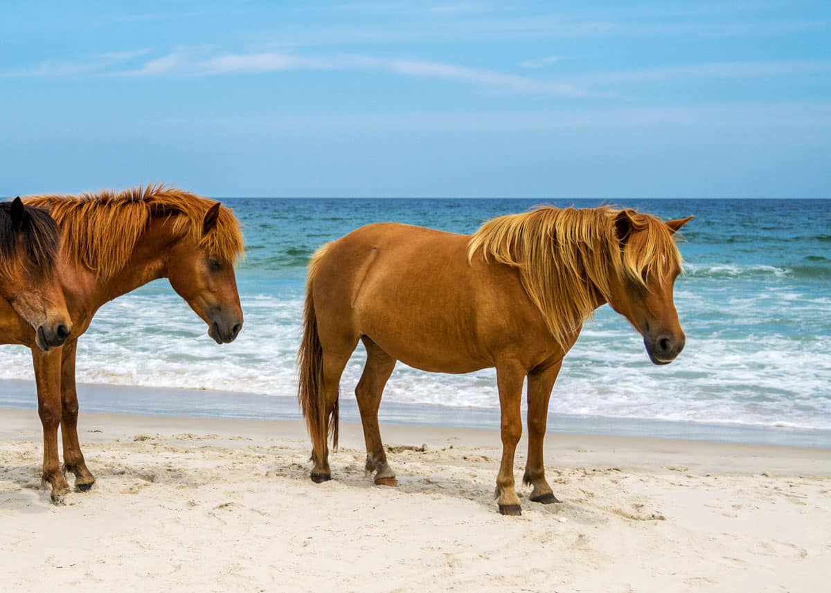 Assateague Island horses