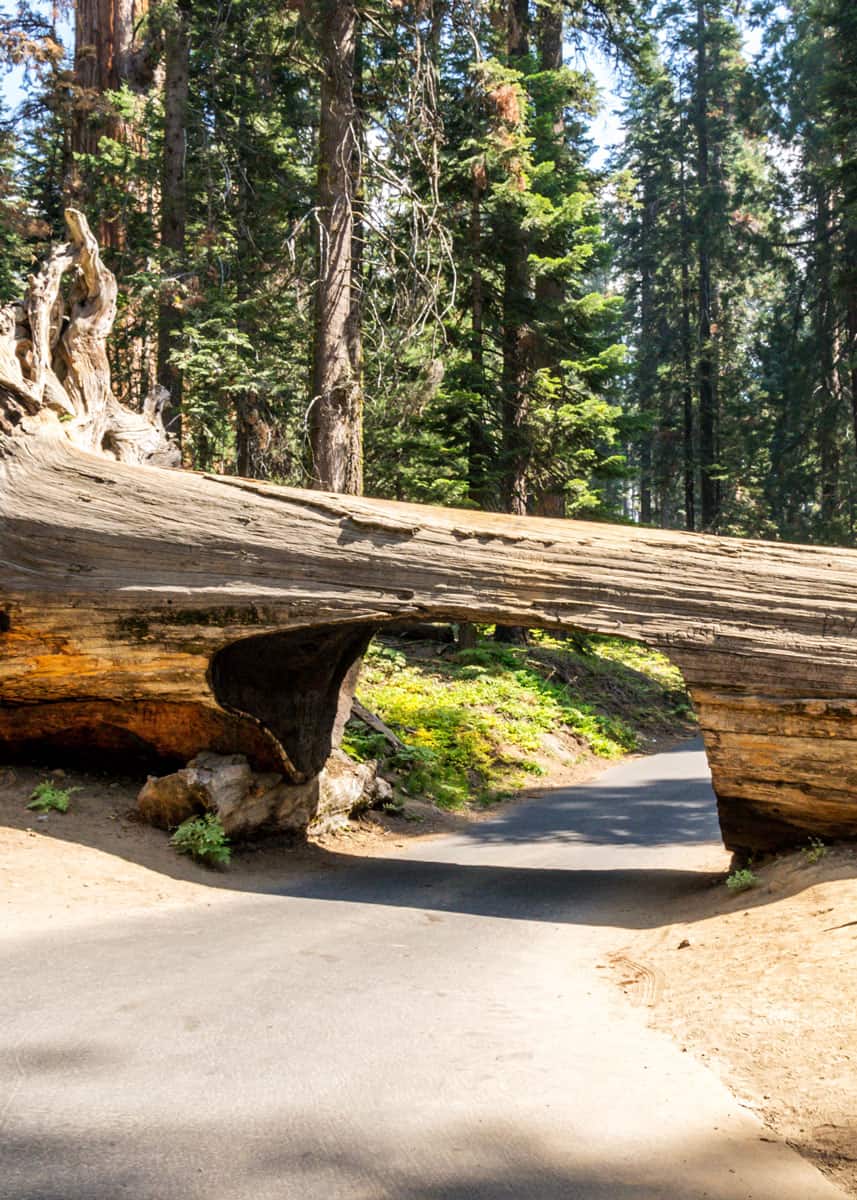 Things to do in Sequoia National Park