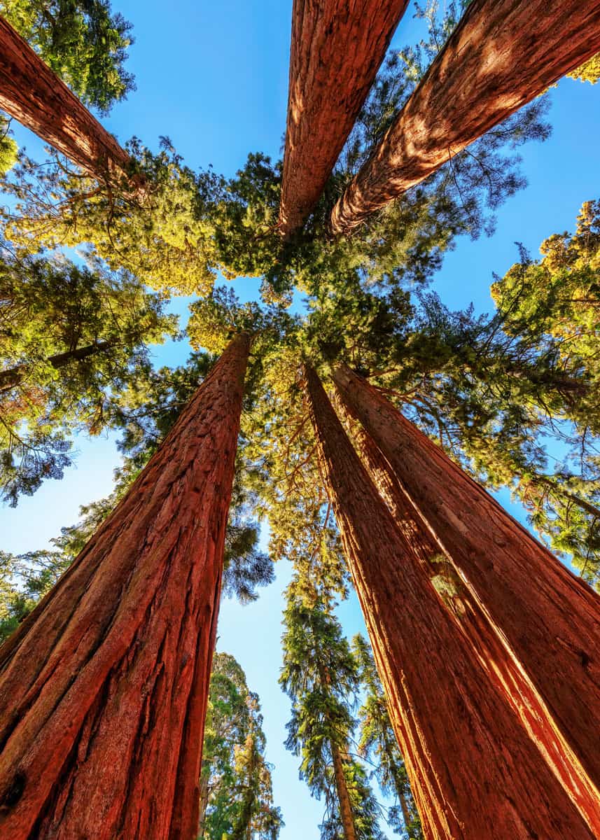 when to visit sequoia national park