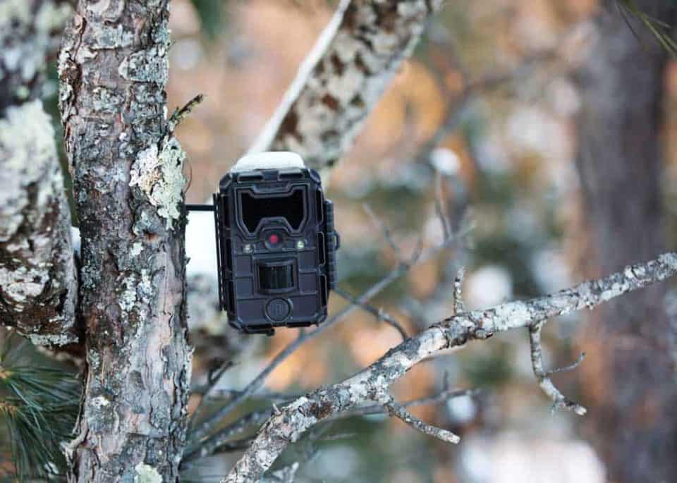 11 Best Trail Cameras for Wildlife Photography (Reviews / Comparisons