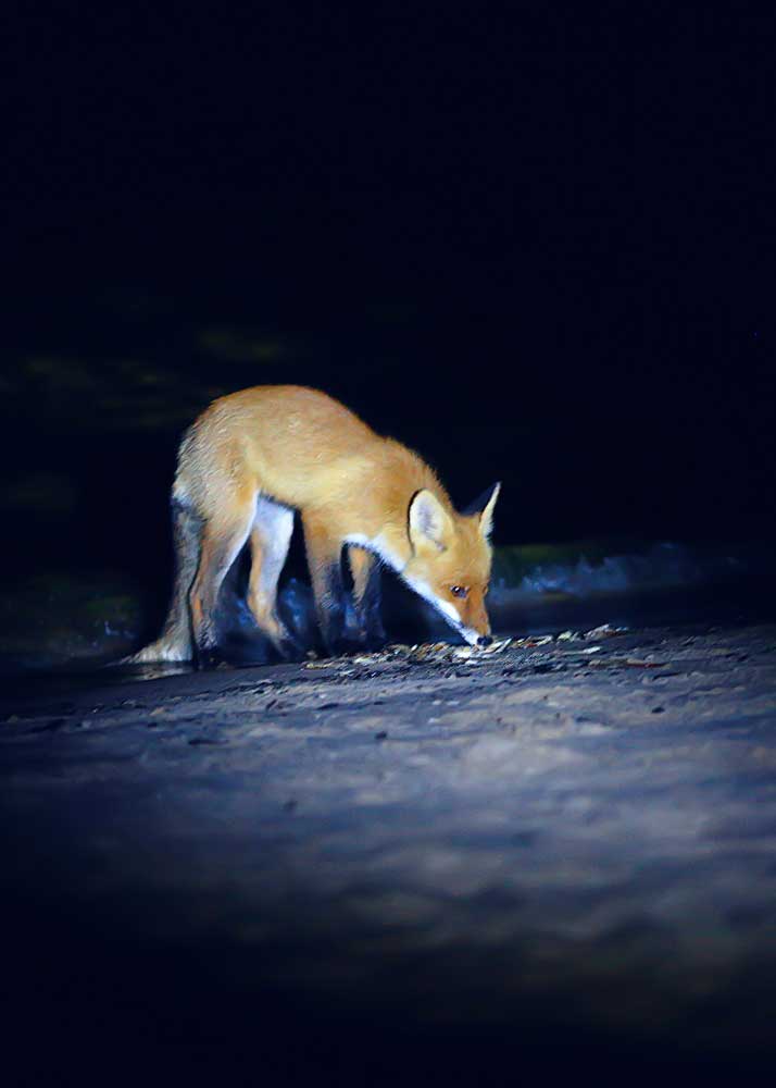 fox night vision camera