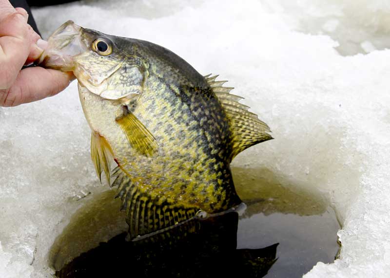 Best Time of Day to Ice Fish crappie
