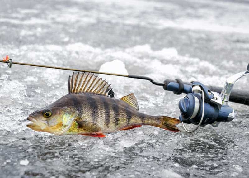 Best Time of Day to Ice Fish perch