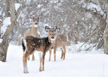 how do deer stay warm in the winter