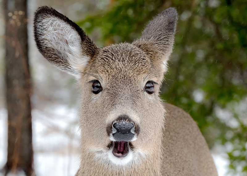 what do deer eat in the winter