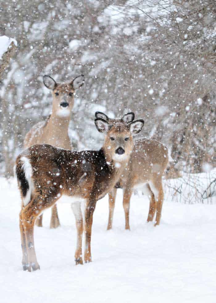 how do deer survive winter