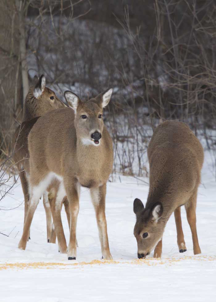is it legal to feed deer in winter