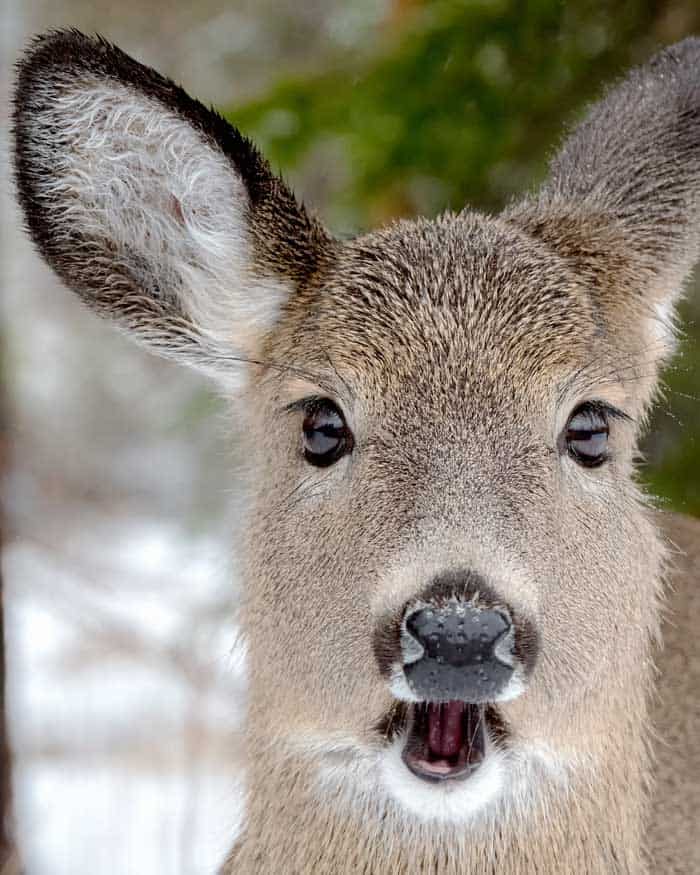 what do deer like to eat