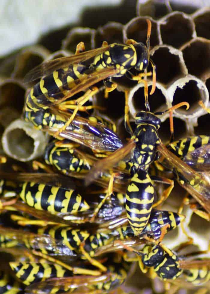 where do wasps go in the winter