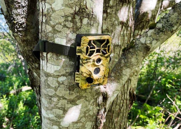 Why is My Trail Camera Not Taking Pictures? 8 Easy Fixes