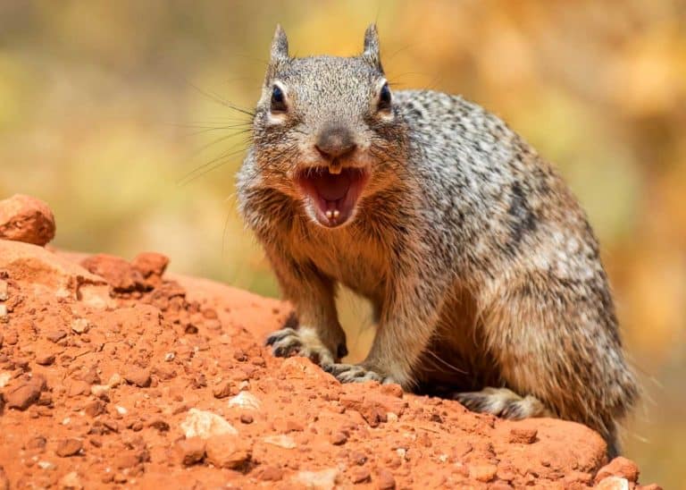 8 Dangerous Animals in the Grand Canyon: Rock Squirrel Attack