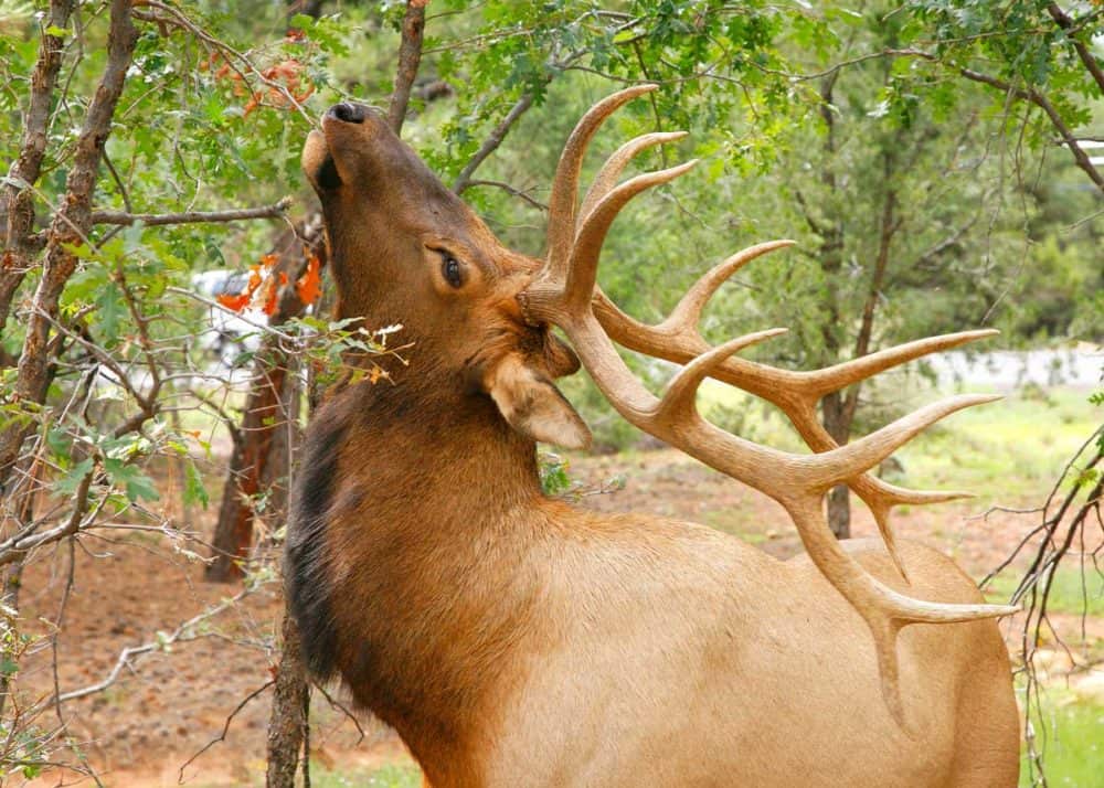 elk dangerous grand canyon animal
