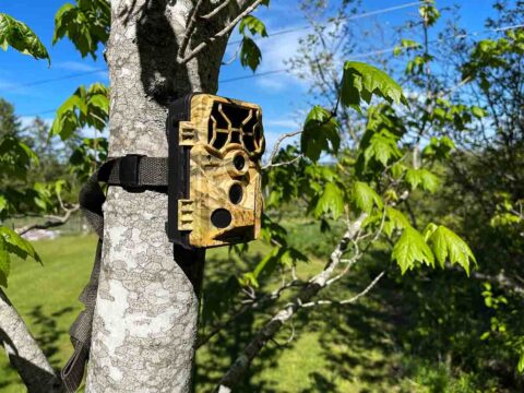 How to Use a Trail Camera For Security