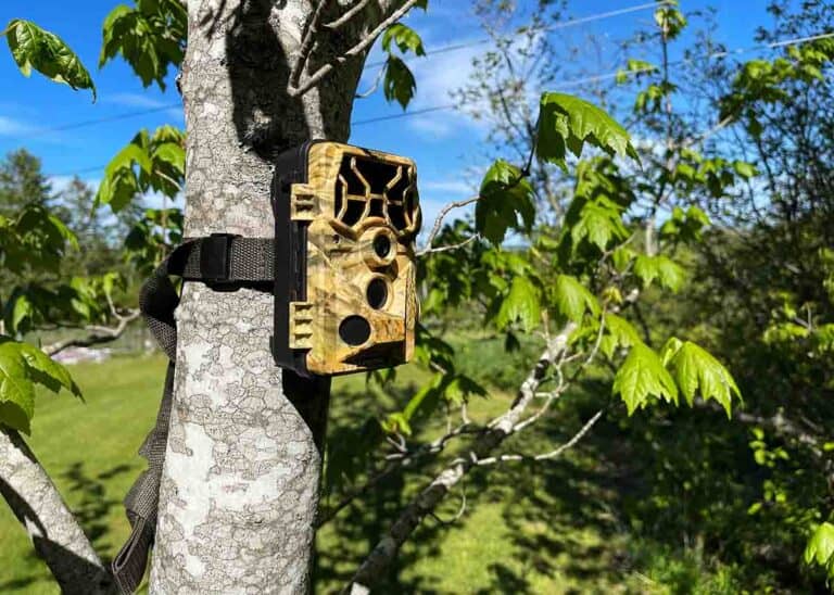 How to Use a Trail Camera For Security: 11 Things to Know