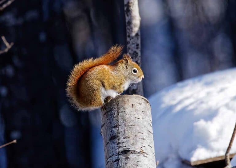 Do Squirrels Hibernate? How All Types Handle Winter