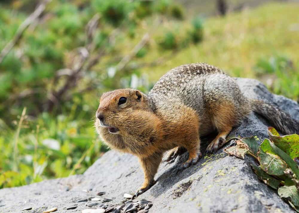 ground squirrel feeding before hibernation