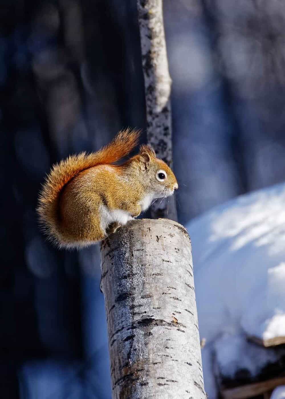 red squirrel in winter