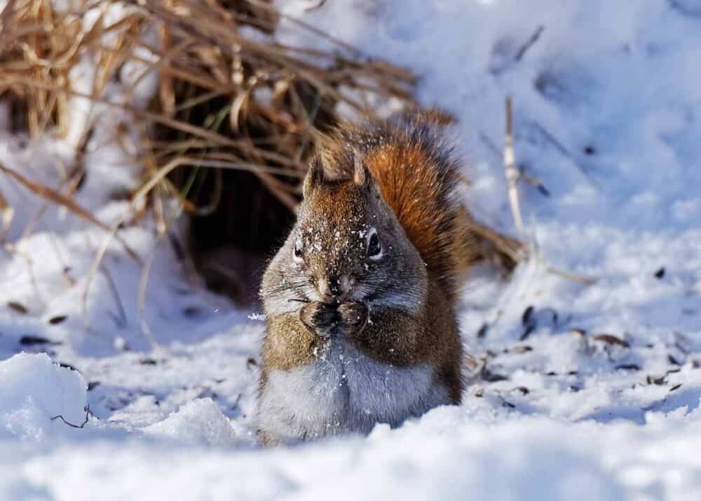 squirrel feeding in snow