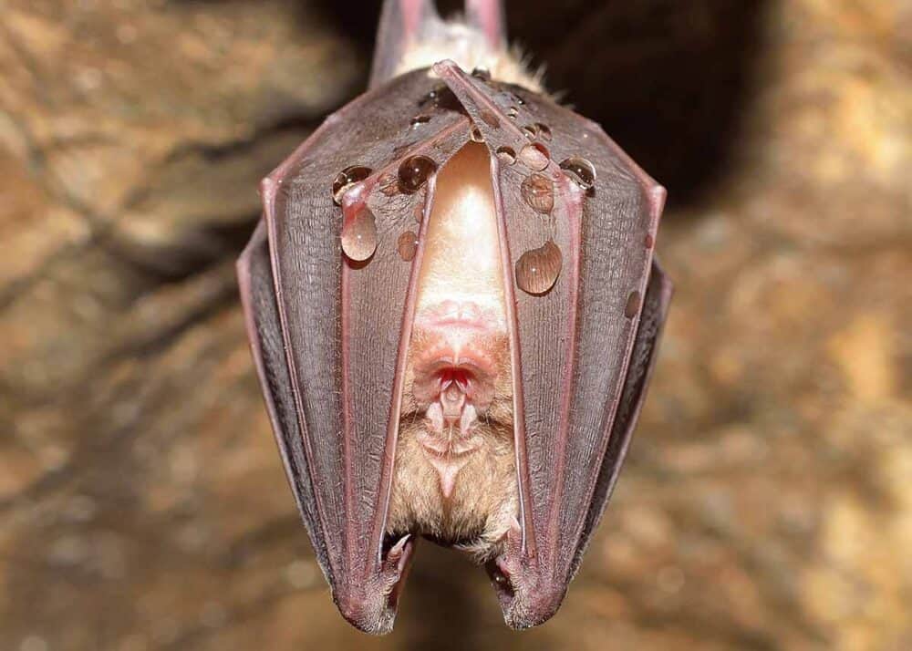 do bats hibernate in the winter