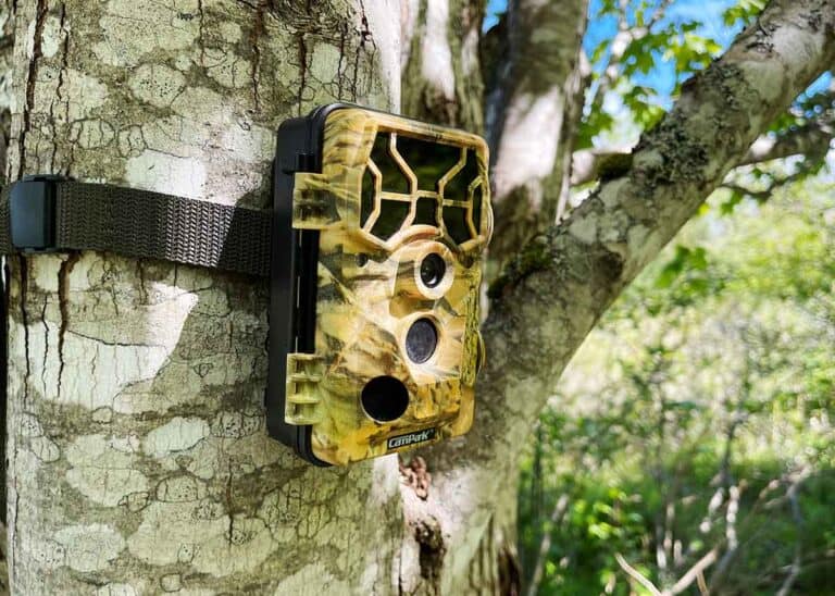 Are Cellular Trail Cameras Worth It? 4 Key Benefits