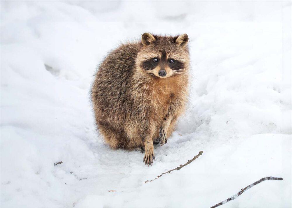 do raccoons hibernate in winter