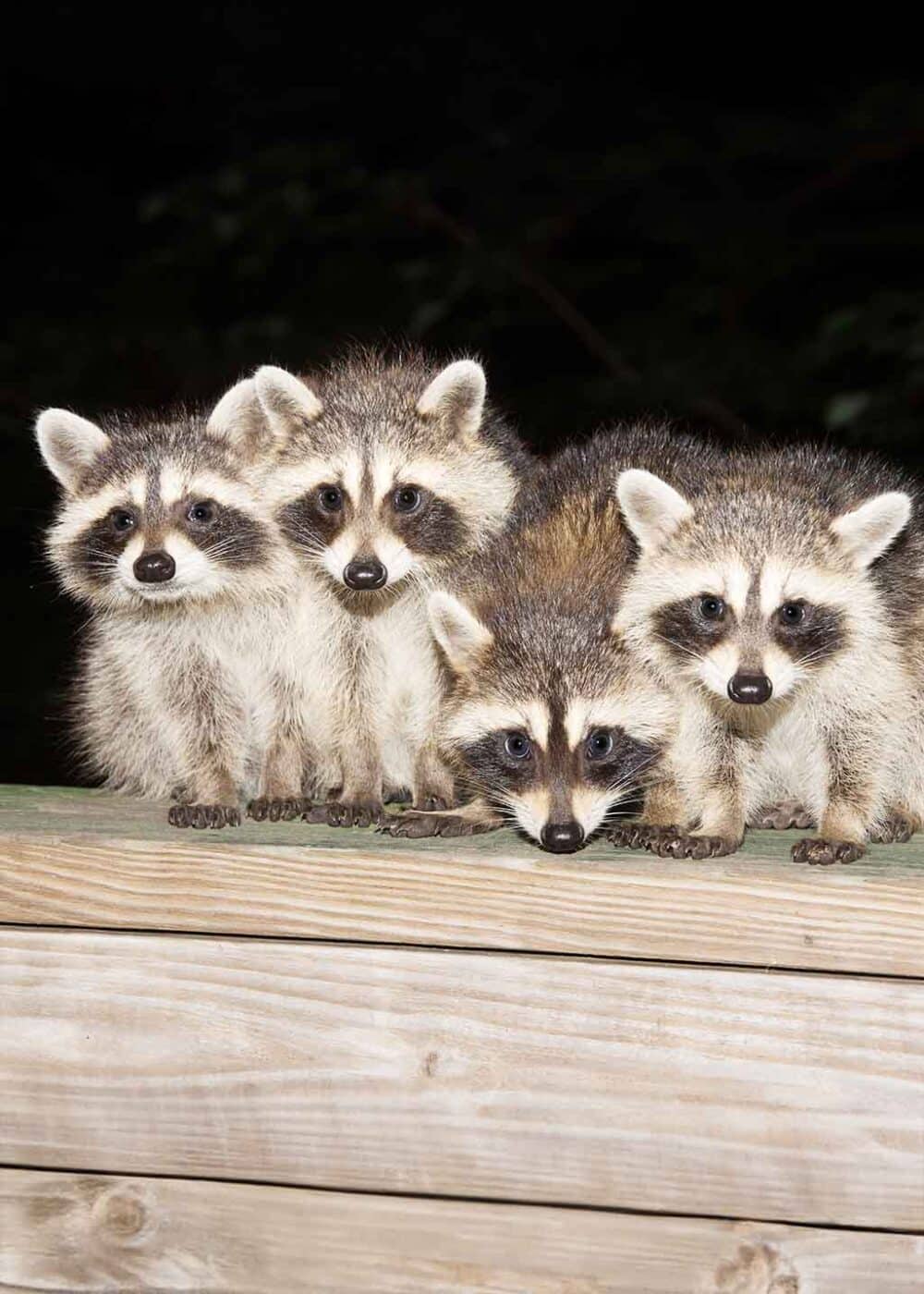 get rid of raccoons from under deck