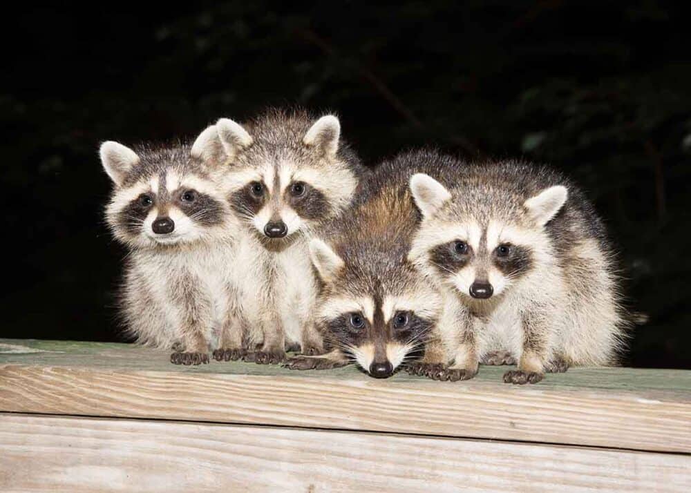 how to get rid of raccoons under deck