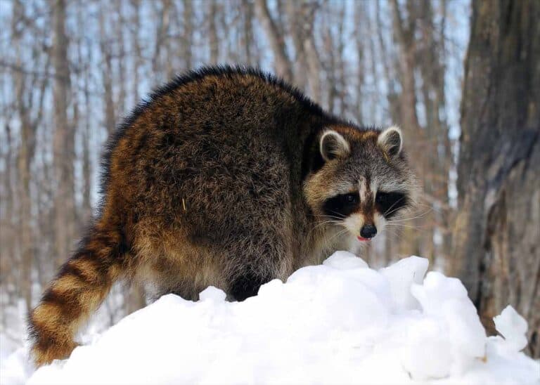 Do Racoons Hibernate in the Winter? 3 Ways They Survive the Cold