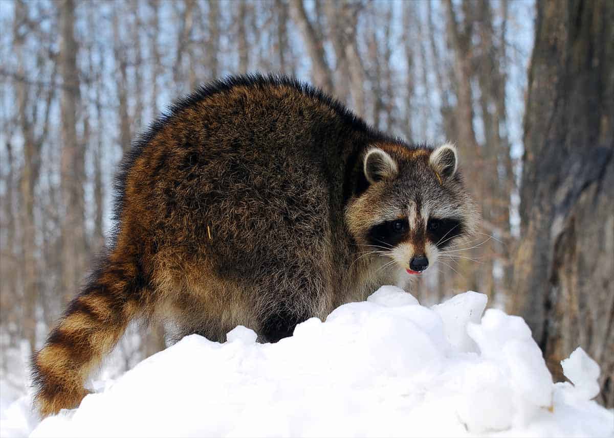 raccoon in winter snow