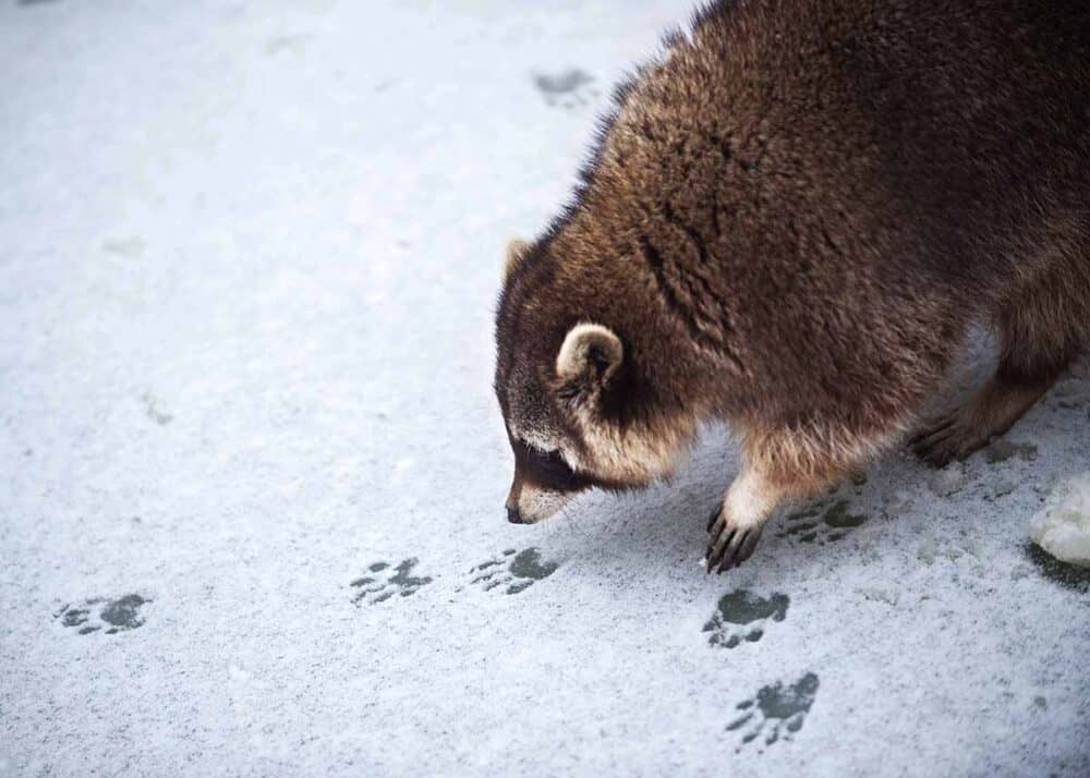 raccoon winter footprints