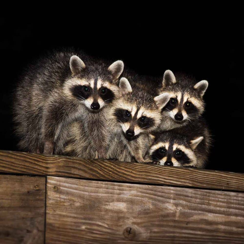 raccoons on deck